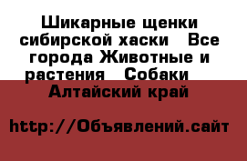 Шикарные щенки сибирской хаски - Все города Животные и растения » Собаки   . Алтайский край